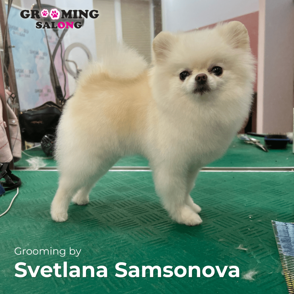 Lemmik pärast groomingut Grooming Salongis