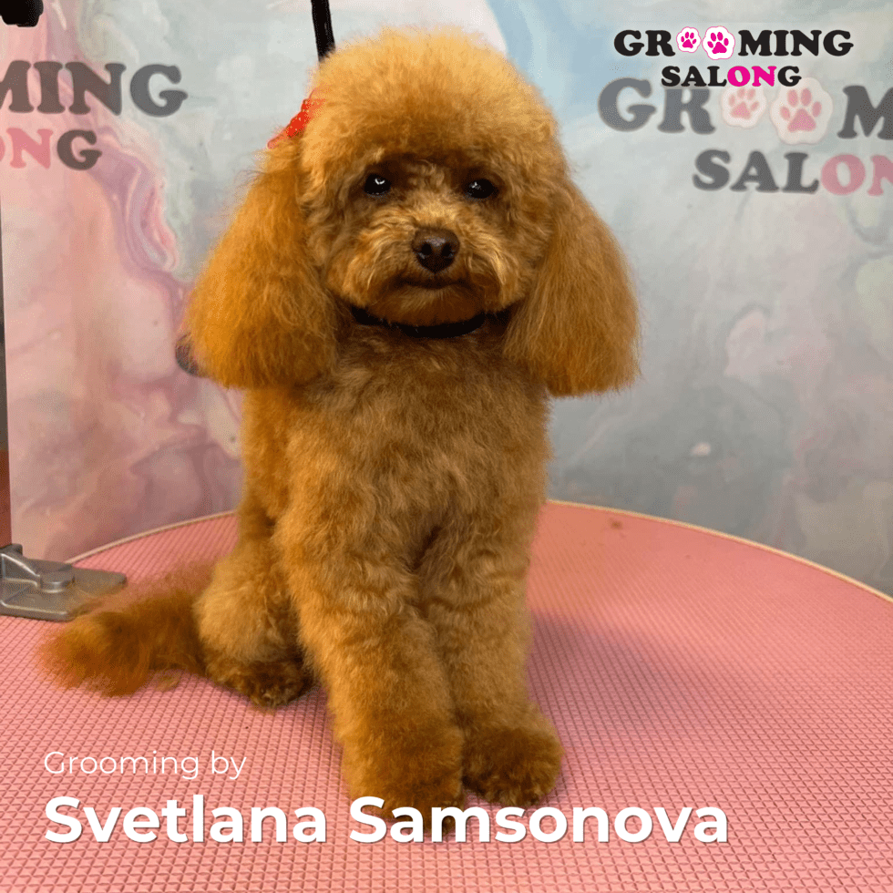 Lemmik pärast groomingut Grooming Salongis