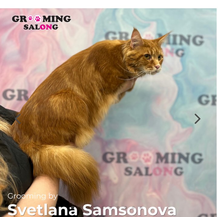 Kass pärast groomingut Grooming Salongis
