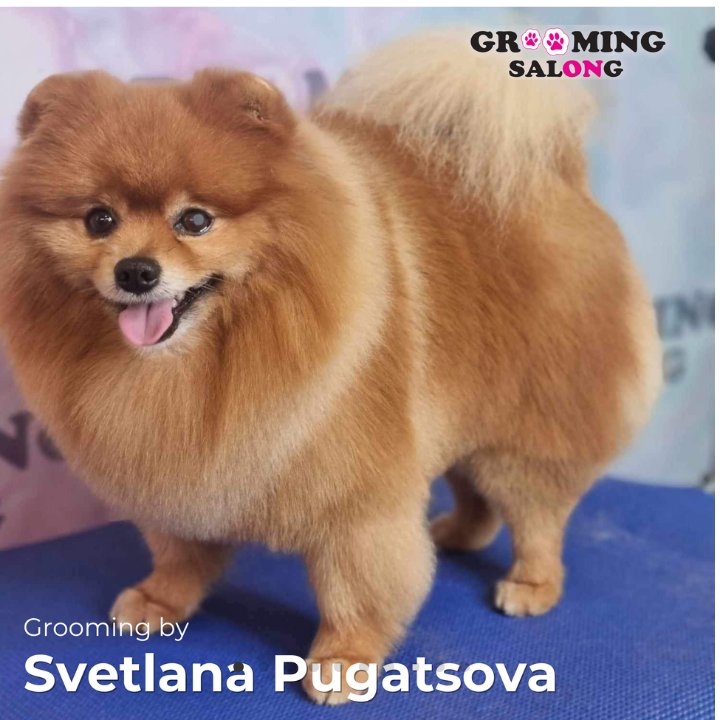 Pommeri spits pärast groomingut Grooming Salongis