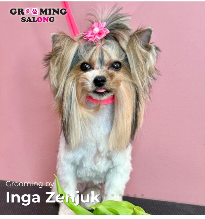 Yorkshire’i terjer pärast groomingut Grooming Salongis